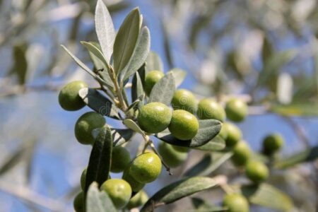 ¿Por qué las aceitunas en salmuera se pudren? Descubre cómo conservarlas adecuadamente ¿Por qué las aceitunas en salmuera se pudren? Descubre cómo conservarlas adecuadamente