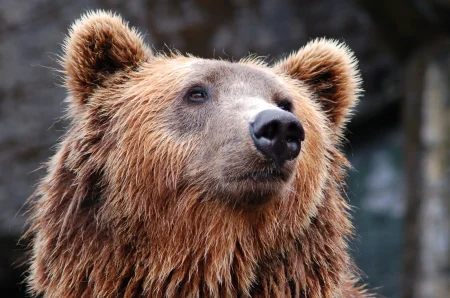 Descubre la carrera de abogado de derechos animales: oportunidades y formación Descubre la carrera de abogado de derechos animales: oportunidades y formación