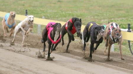 Descubre la carrera de abogado de derechos animales: oportunidades y formación ¿Por qué es importante el trabajo de los abogados animalistas?