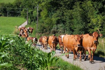 Guía para identificar si una finca tiene servidumbre de paso Conoce las particularidades entre camino público y paso de servidumbre